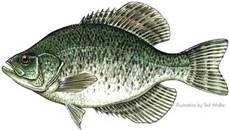 crappie