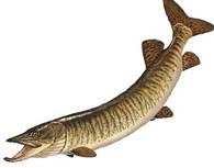 muskie