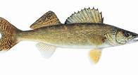 walleye